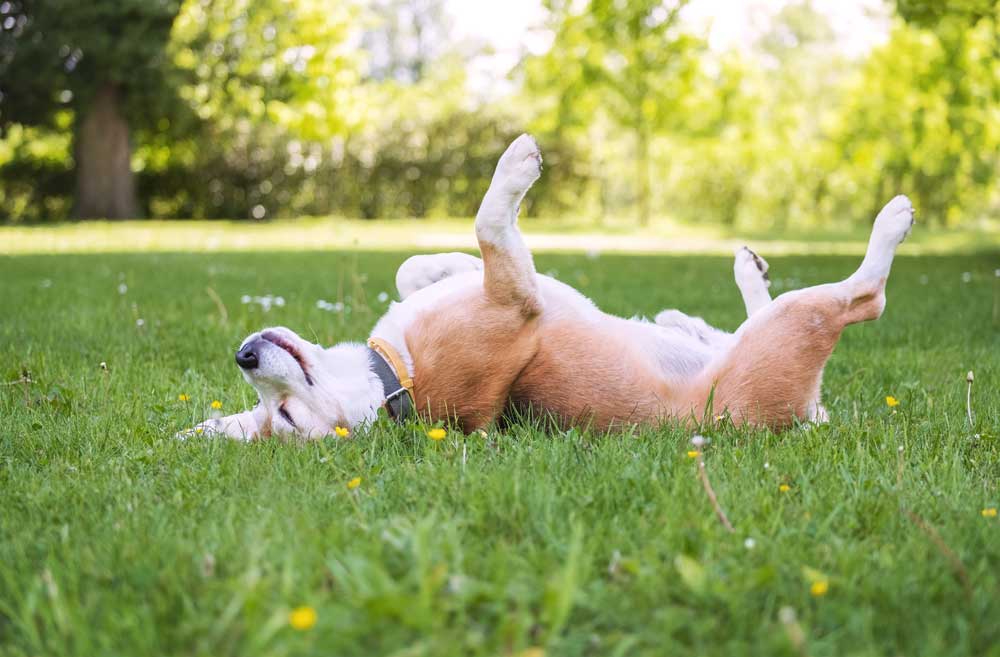 En glad hund i gräset